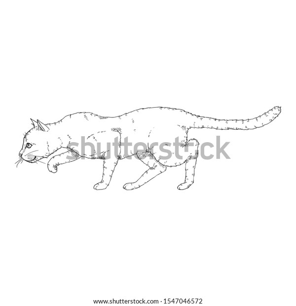 Sneaking Cat Vector Black Sketch Feline Stock Vector (Royalty Free ...