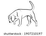 Sniffing dog. Dog following a scent trail. Beagle hound working as detection dog black outline isolated on white background. Vector illustration
