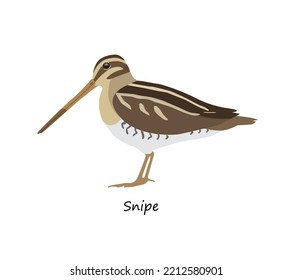 Snipe isolated on white background. Vector illustration