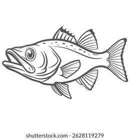 Snook Fish Illustration, Centropomus Undecimalis Outline
