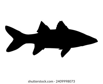 Snook Fish silhouette vector art white background
