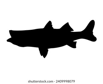 Snook Fish silhouette vector art white background