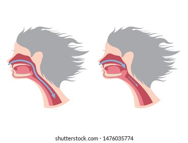 a snoring infographic / vector / human anatomy