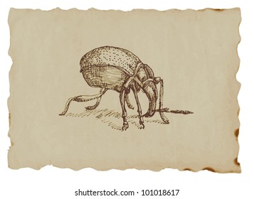 Snout beetle - hand drawing of an animal on the brown paper