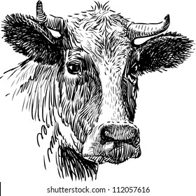 snout cow