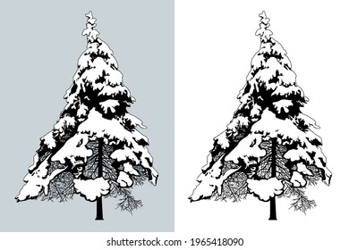 Snow Covered Spruce tree. Isolated vector design element. Hand drawn  illustration in sketch style.  Nature template. 