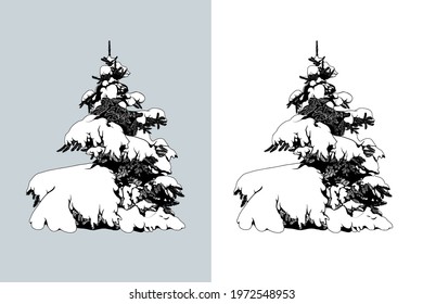 Snow Covered Spruce tree. Isolated vector design element. Hand drawn  illustration in sketch style.  Nature template. 