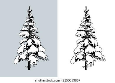 Snow Covered Spruce tree. Isolated vector design element. Hand drawn  illustration in sketch style.  Nature template. 