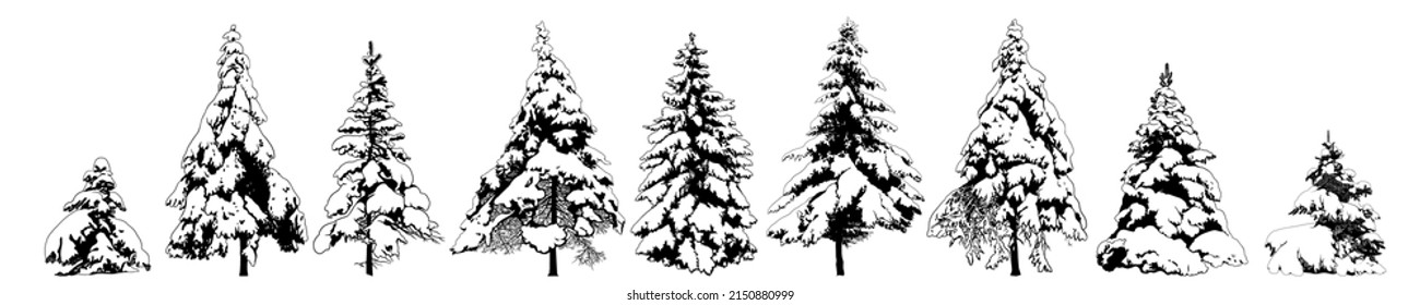 Snow Covered Spruce trees collection. Isolated vector design elements. Hand drawn  illustration in sketch style.  Nature template. Clipart. 
