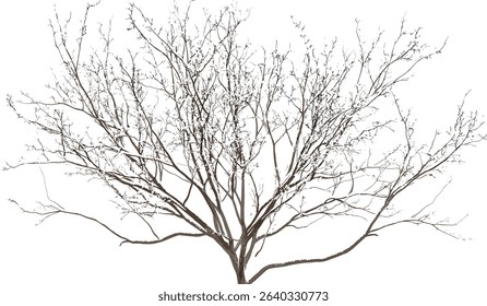 Snow covered tree branches, dried twigs, transparent background, winter landscape, frosty trees, cold season decor, snowy tree branches, isolated branches, winter nature art