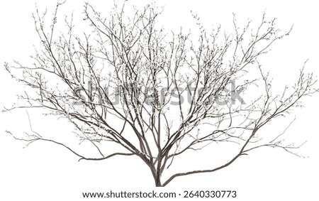 Snow covered tree branches, dried twigs, transparent background, winter landscape, frosty trees, cold season decor, snowy tree branches, isolated branches, winter nature art