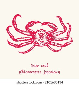 Snow crab (Chionoecetes japonicus) top view. Ink black and white doodle drawing in woodcut style with inscription.