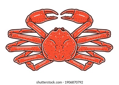 Snow crab. Colored vector illustration.