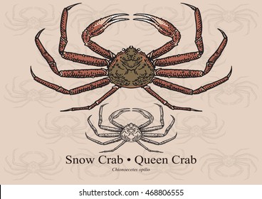 Cangrejo de nieve, cangrejo de reina. Ilustración vectorial con detalles refinados y trazo optimizado que permite utilizar la imagen en tamaños pequeños (en diseño de envases, decoración, gráficos educativos, etc.)