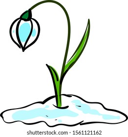 Snow drop in snow, illustration, vector on white background.