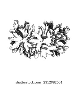 Snow fungus sketch. Edible fungus illustration. Fungal protein, mycoprotein source. Tremella mushroom drawing isolated on white. Healthy food, plant-based meat substitutes design element