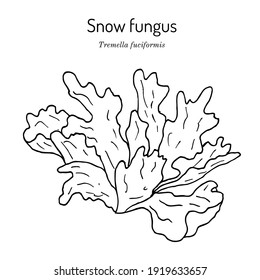 Snow fungus (Tremella fuciformis), edible and medicinal mushroom. Hand drawn botanical vector illustration