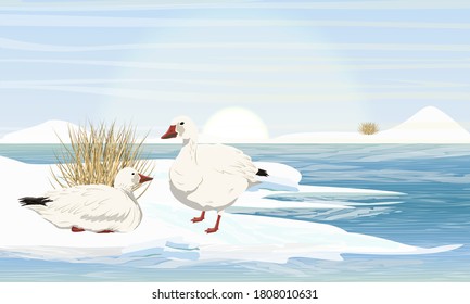 Snow geese on the seashore. White arctic goose Anser caerulescens. Birds of the Arctic, Grneland, Alaska and Siberia. Vector landscape.