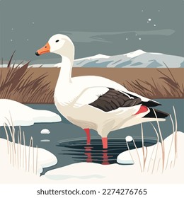 Snow goose in arctic wetlands. Arctic birds in natural habitat. Flat vector illustration concept