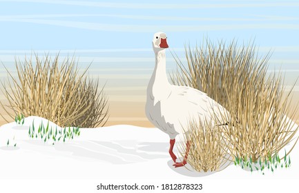 Snow goose on the snow in the overgrown dry arctic bush. Spring in the North. Birds of the Arctic. White arctic goose Anser caerulescens. Realistic Vector landscape