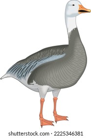 Schneegänse-Dauervektorgrafik