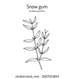 Snow gum, or white sally (Eucalyptus pauciflora), medicinal plant. Hand drawn botanical vector illustration