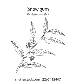 Snow gum, or white sally (Eucalyptus pauciflora), medicinal plant. Hand drawn botanical vector illustration