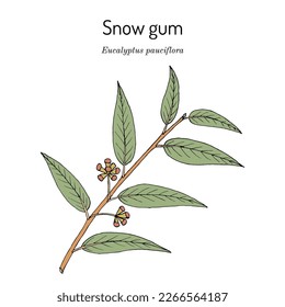 Snow gum, or white sally (Eucalyptus pauciflora), medicinal plant. Hand drawn botanical vector illustration