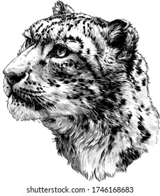 snow leopard animal head in profile close up sketch vector graphics monochrome illustration on white background