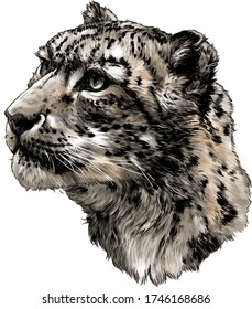 snow leopard animal head in profile close up sketch vector graphics color illustration on white background