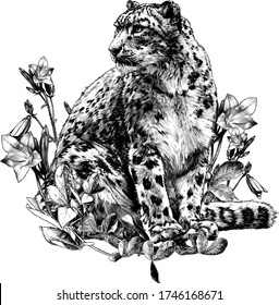 snow leopard animal sitting at full height and looking sideways composition decorated with bell flowers and leaves, sketch vector graphics monochrome illustration on a white background