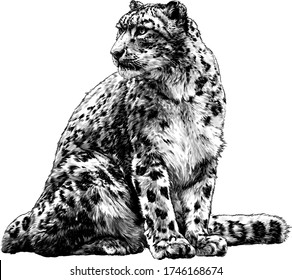 snow leopard animal sitting at full height and looking sideways tail around the body, sketch vector graphics monochrome illustration on a white background