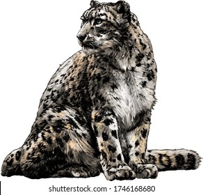 snow leopard animal sitting at full height and looking sideways tail around the body, sketch vector graphics color illustration on a white background