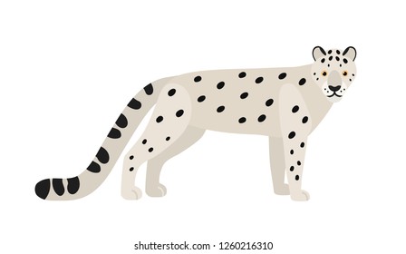 Snow leopard or ounce isolated on white background. Gorgeous Asian exotic carnivorous animal with spotted coat. Graceful large wild cat or felid. Colored vector illustration in flat cartoon style.