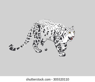 Snow Leopard (Panther Uncia or Irbis)
