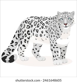 The snow leopard or panthera uncia a large predatory mammal of the felidae family