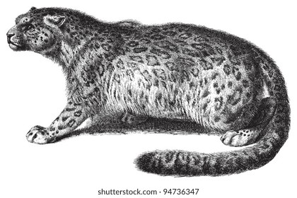 Snow leopard (Panthera uncia) / vintage illustration from Meyers Konversations-Lexikon 1897