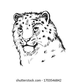 Snow leopard portrait in close up. Watercolor vector illustration of Panthera uncia. Mammal with thick fur, furry coat of cat. Uncia wild animal from Feline family. Catlike carnivore creature