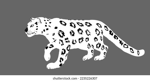 Snow leopard vector illustration isolated on background. Wild cat in hunt lurking pray. Panther symbol. Silent predator.