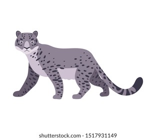 Snow Leopard. Vector illustration on a white background.
