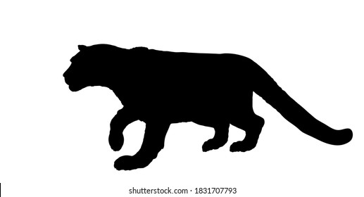 Snow leopard vector silhouette illustration isolated on white background. Wild cat in hunt lurking pray. Panther symbol.
Silent predator. Shape leopard shadow.