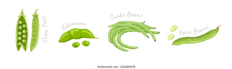 Snow peas, edamame, snake beans, fava beans. Legumes green vegetables, seeds. Flat vector hand drawn illustration.