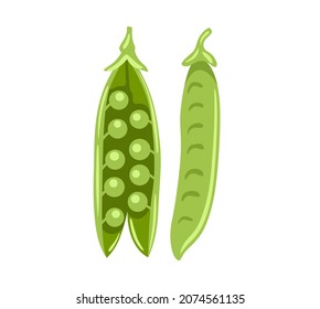 Snow Peas. Fresh Green Open And Closed Pea Pod. Asian Cooking Ingredient. Healthy Natural Vegetarian Food. Hand Drawn Flat Vector Illustration.