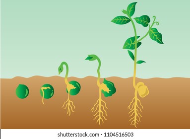 Snow Peas Germination Vector Illustration 