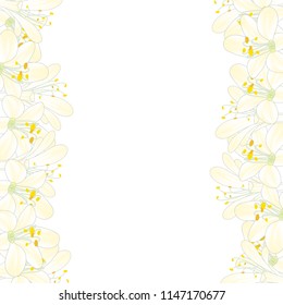 Snow White Agapanthus Border. Vector Illustration.