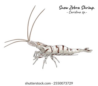 Snow Zebra Shrimp illustration. Marine animal isolated. Hand drawn Fish isolated on white background