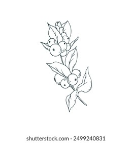 Snowberry branch with white berries and leaves. Line art is a simple hand-drawn illustration in black and white ink. Isolated vector EPS object.