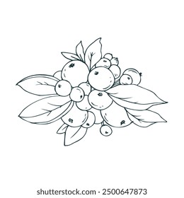 Snowberry branch with white berries and leaves. Line art is a simple hand-drawn illustration in black and white ink. Isolated vector EPS object.
