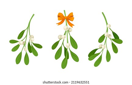Snowberry branches with ripe berries set vector illustration on white background
