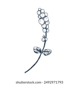 Snowberry twig botanical hand drawn Isolated vector illustration. Symphoricarpos sketch template for card design Christmas invitation, packaging, label, poster, party, holiday decor. Engraving style